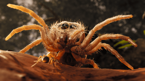 Empire of the Ants | Spider